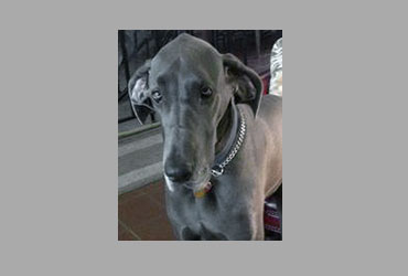 team member image