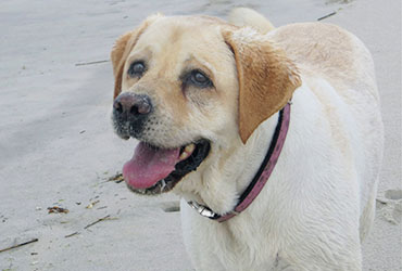 team member Gus