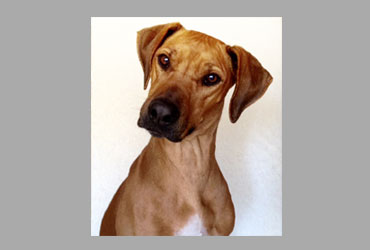 team member image