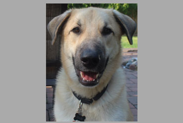 team member Gus