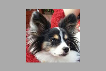 team member image