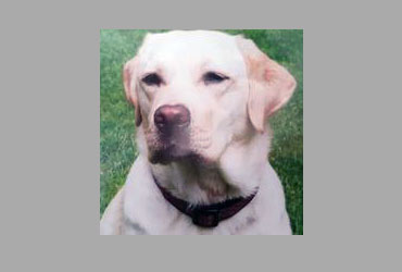 team member image