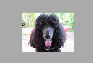 team member image