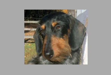 team member image