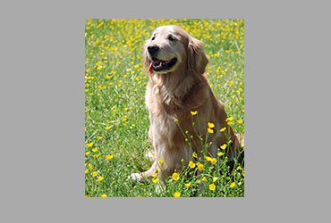 team member image